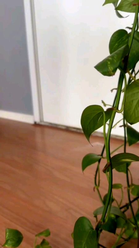 Vedador Embaixo Porta Rolinho Protege Insetos Poeira Veda Porta Espuma Impermeável